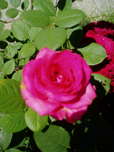 P1010033 - Flori Mai - Iunie 2011