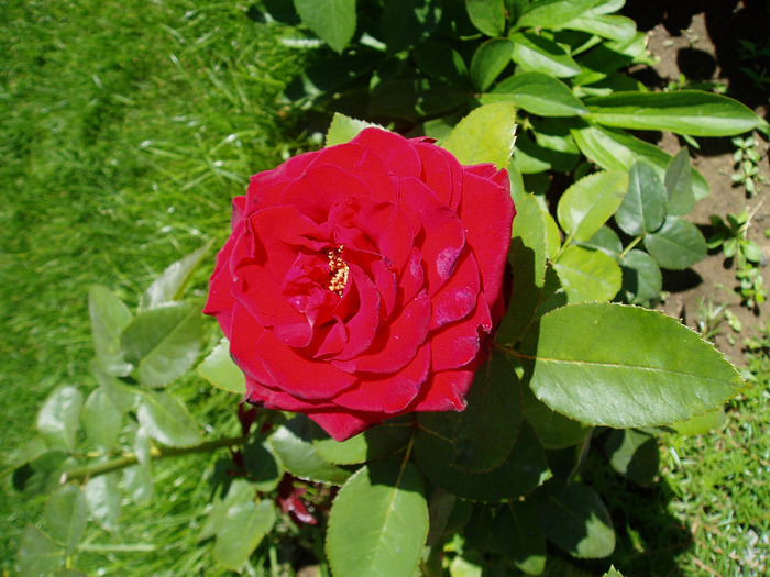 P1010035 - Flori Mai - Iunie 2011