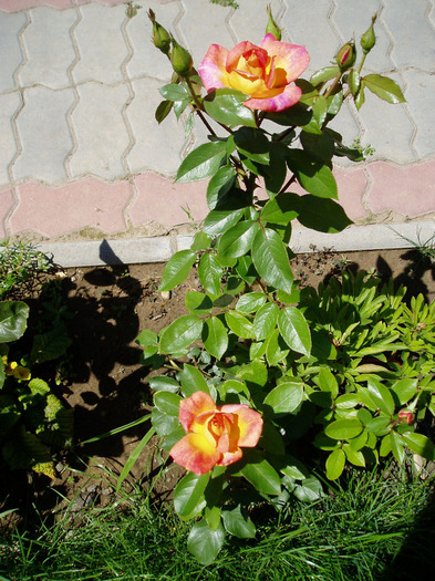 P1010036 - Flori Mai - Iunie 2011