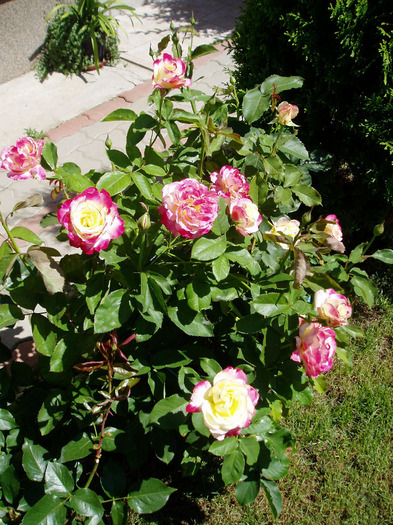 P1010039 - Flori Mai - Iunie 2011