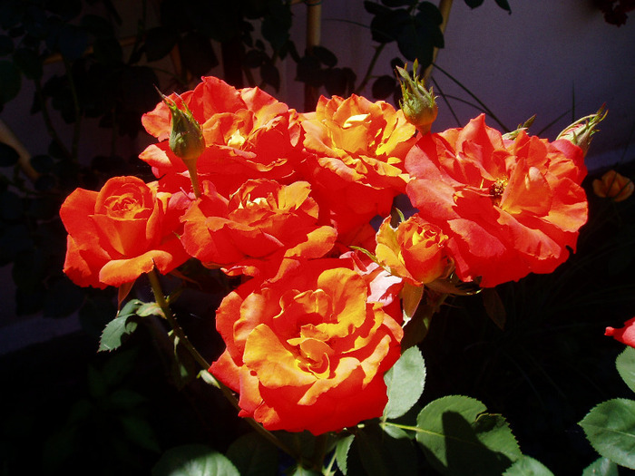 P1010040 - Flori Mai - Iunie 2011