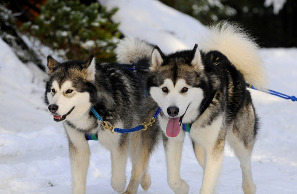 husky_siberian_2