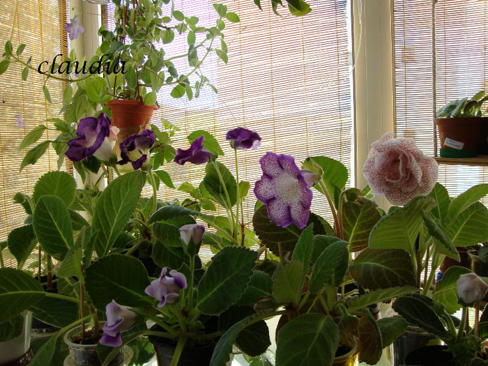 tigrina blue 2, slipper,darth vader, tv-koketa red - 1T gloxinia