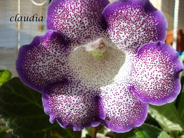 darth vader - 1T gloxinia