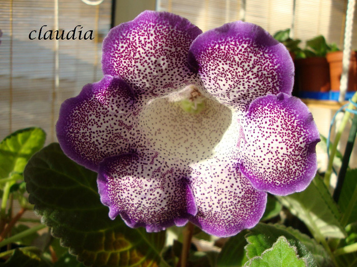 darth vader - 1T gloxinia
