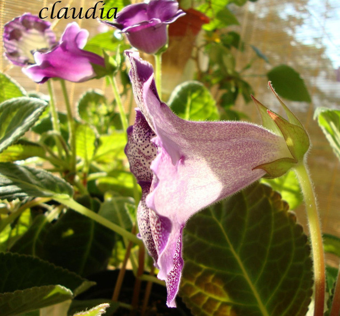 DSC03178 - 1T gloxinia