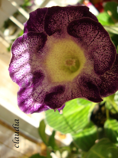 tigrina blue 2 - 1T gloxinia