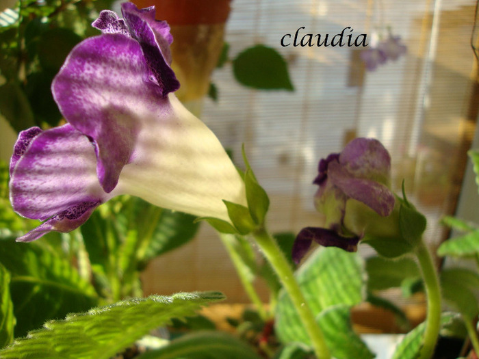 DSC03181 - 1T gloxinia