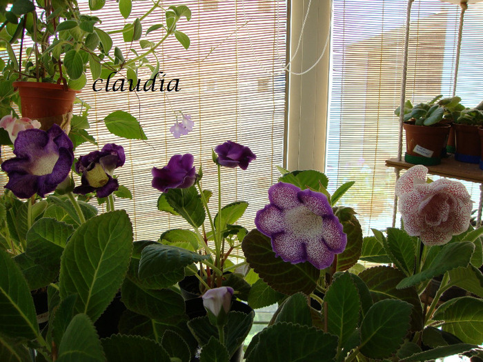 DSC03183 - 1T gloxinia