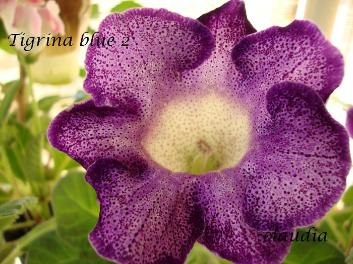 DSC03185 - 1T gloxinia