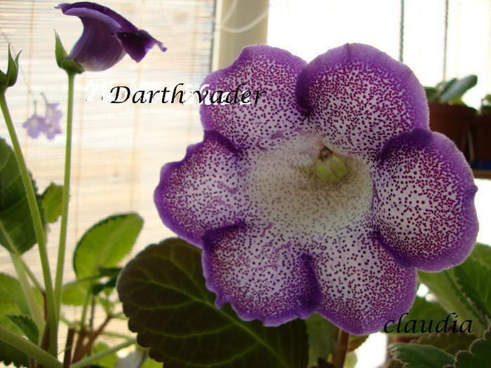 DSC03186 - 1T gloxinia