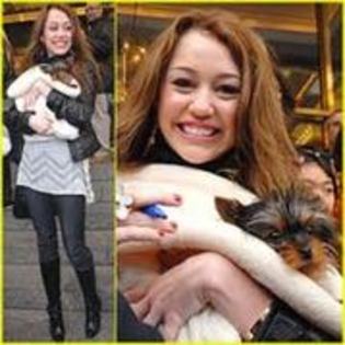 Miley Cyrus - Stirea3 Yorkie cel mai cautat caine de vedete