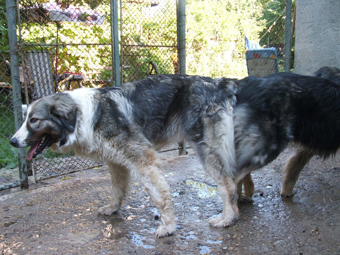 mai 2011.vf.toporului 099 - Ciobanesti romanesti carpatini