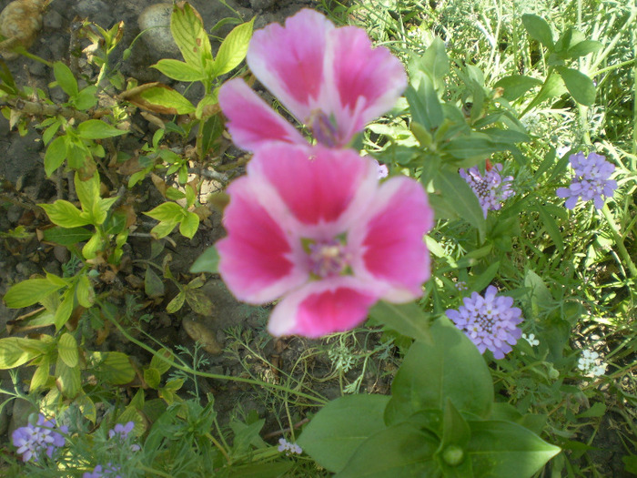 P6230006; godetia sau azalee de gradina
