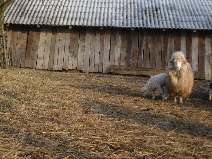 mart. 2011 293 - Turcane de Alba - Bale de Sugag