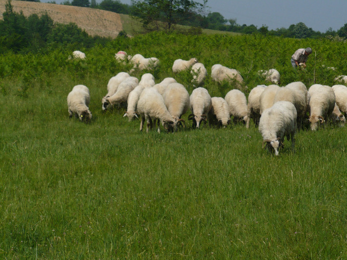 mai 2011.vf.toporului 029 - Turcane de Jiet sau de Petrosani