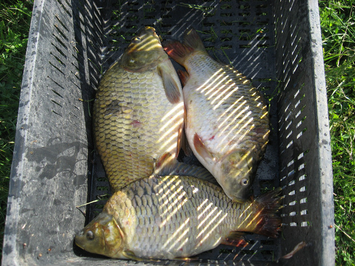 IMG_2073 - PESCUIT 2011