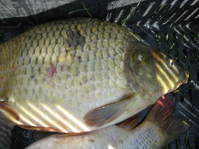 IMG_2074 - PESCUIT 2011