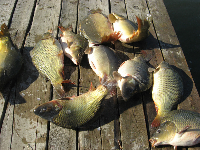 IMG_2084 - PESCUIT 2011