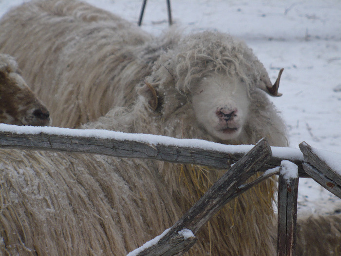 P1000438 - Turcane de Alba - Bale de Sugag