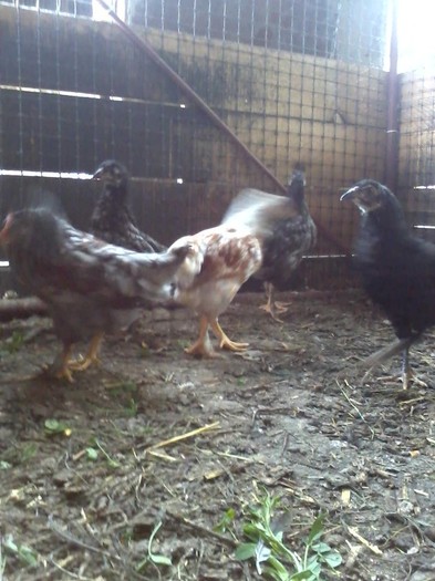 P130611_1703[01] - araucana