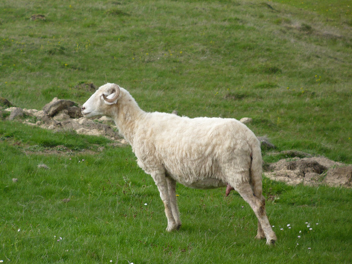 P1000171 - Turcane de Alba - Bale de Sugag