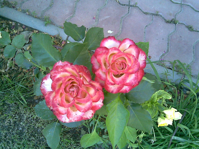23062011 - Flori Mai - Iunie 2011