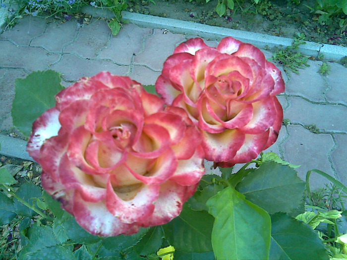 dupa 10 zile tot frumosi - Flori Mai - Iunie 2011
