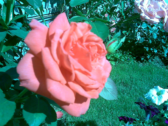 23062011(008) - Flori Mai - Iunie 2011