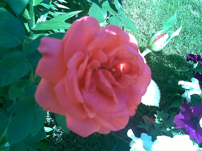 23062011(009) - Flori Mai - Iunie 2011