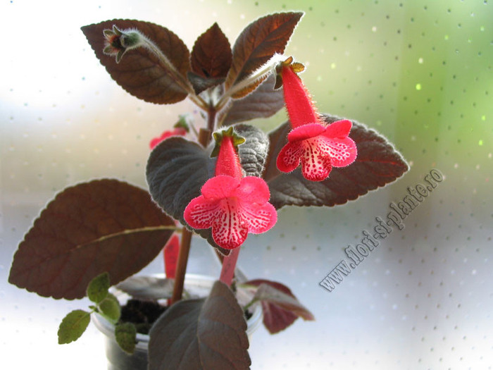 Kohleria Ruby 6