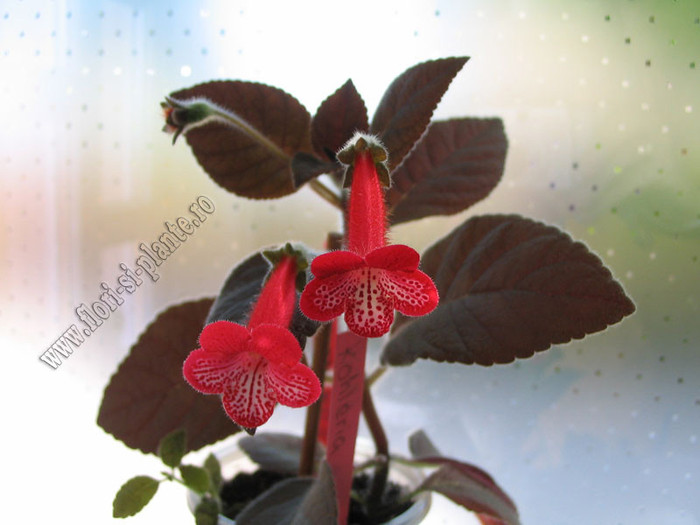 Kohleria Ruby 7