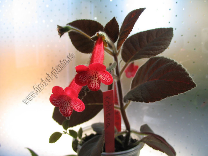 Kohleria Ruby 8
