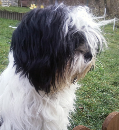 Sir boc- craciun sibiel 2010-001