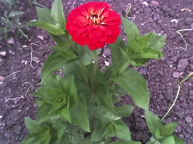 21-06-11carciumareasa - CARCIUMARESE_Zinnia elegans