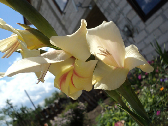 DSC03464 - Gladiole 2011