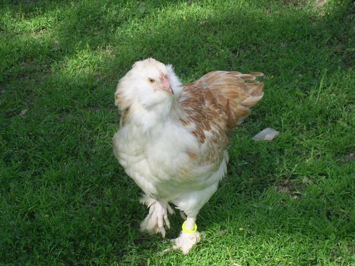 faverolles somon gaina