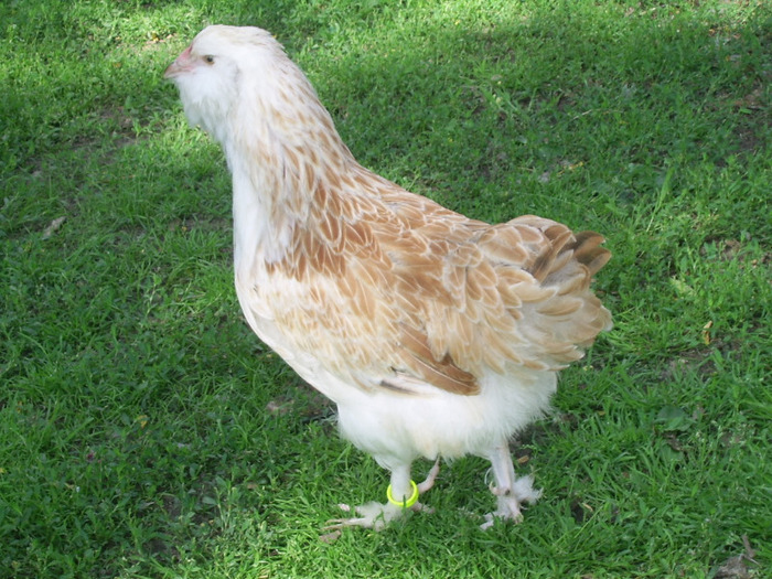 faverolles somon gaina