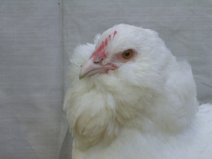 SSA41366 - Puii 2011