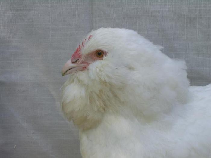 faverolles alb gaina - Puii 2011