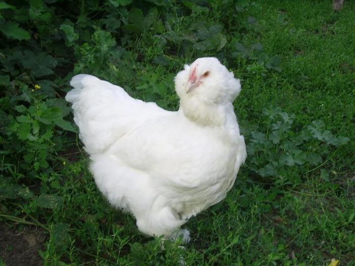 faverolles alb gaina