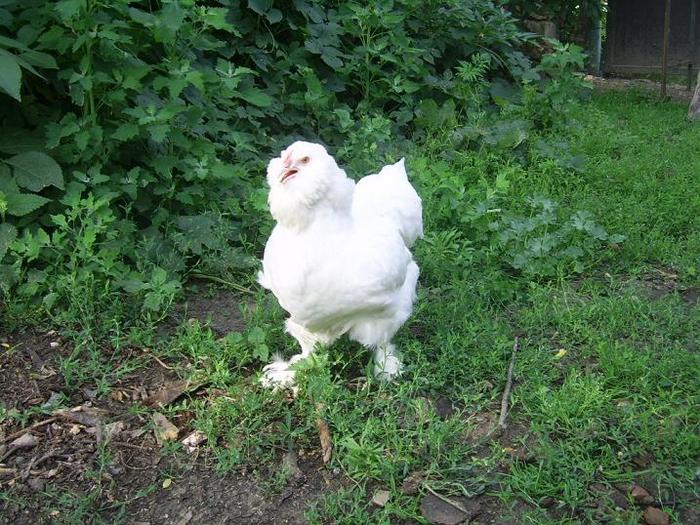 faverolles alb gaina