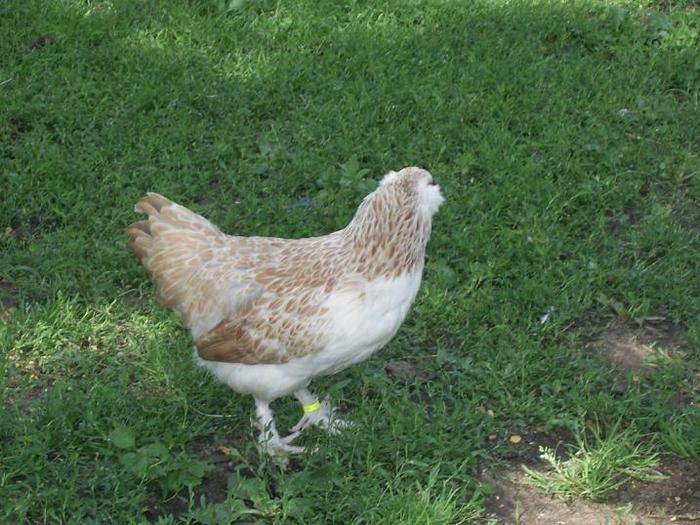 faverolles pitic gaina