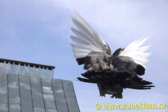 phoca_thumb_l_DSC00571