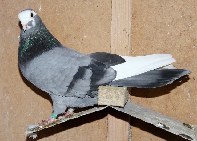 phoca_thumb_l_DSC01419