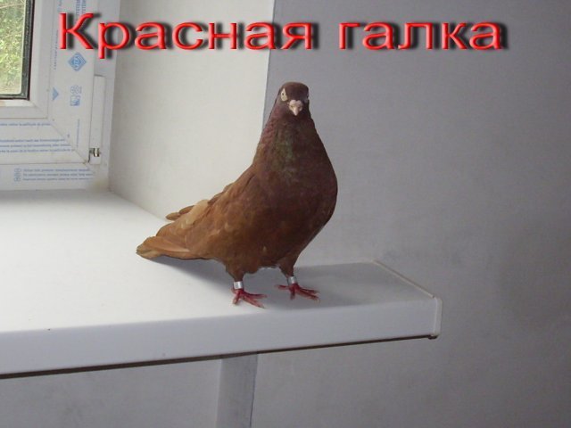 phoca_thumb_l_DSCI0203