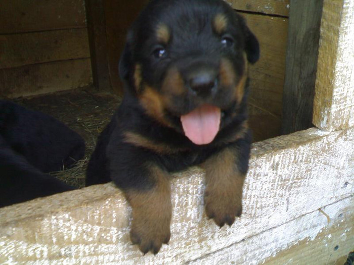  - CATEI ROTTWEILER