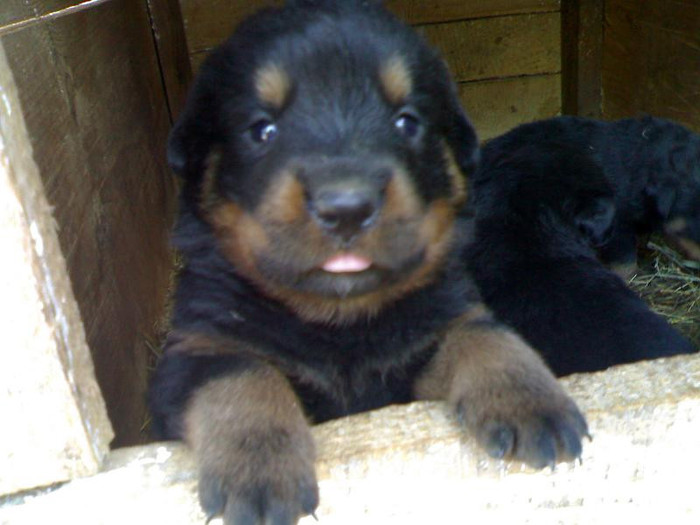  - CATEI ROTTWEILER