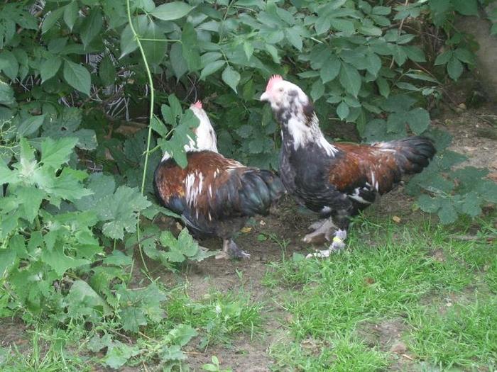 faverolles pitic cocos