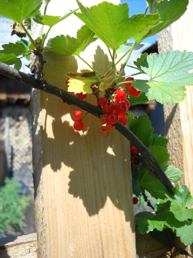 Coacaz rosu - Gradina 2011